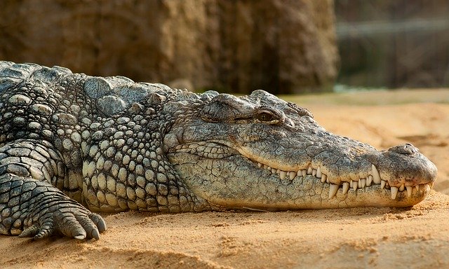 ležící krokodýl