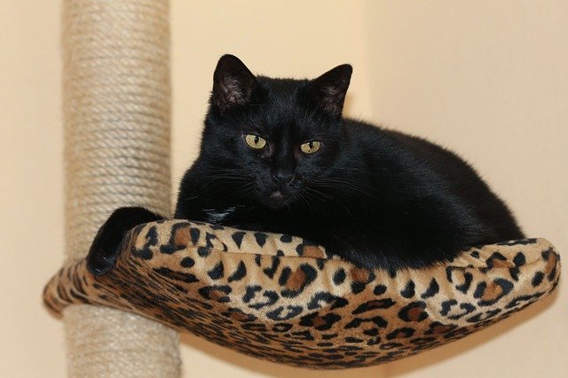 černá kočka na svém místečku